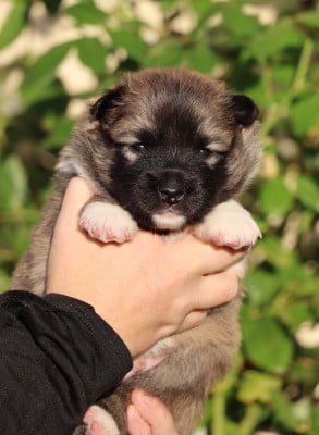 Les chiots de Berger islandais