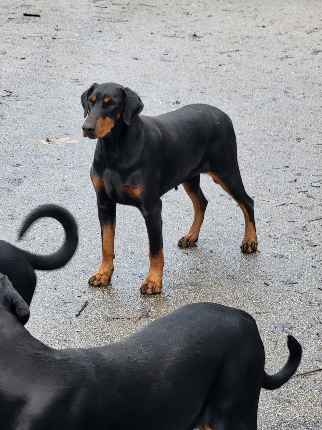 Toony Of devil inside