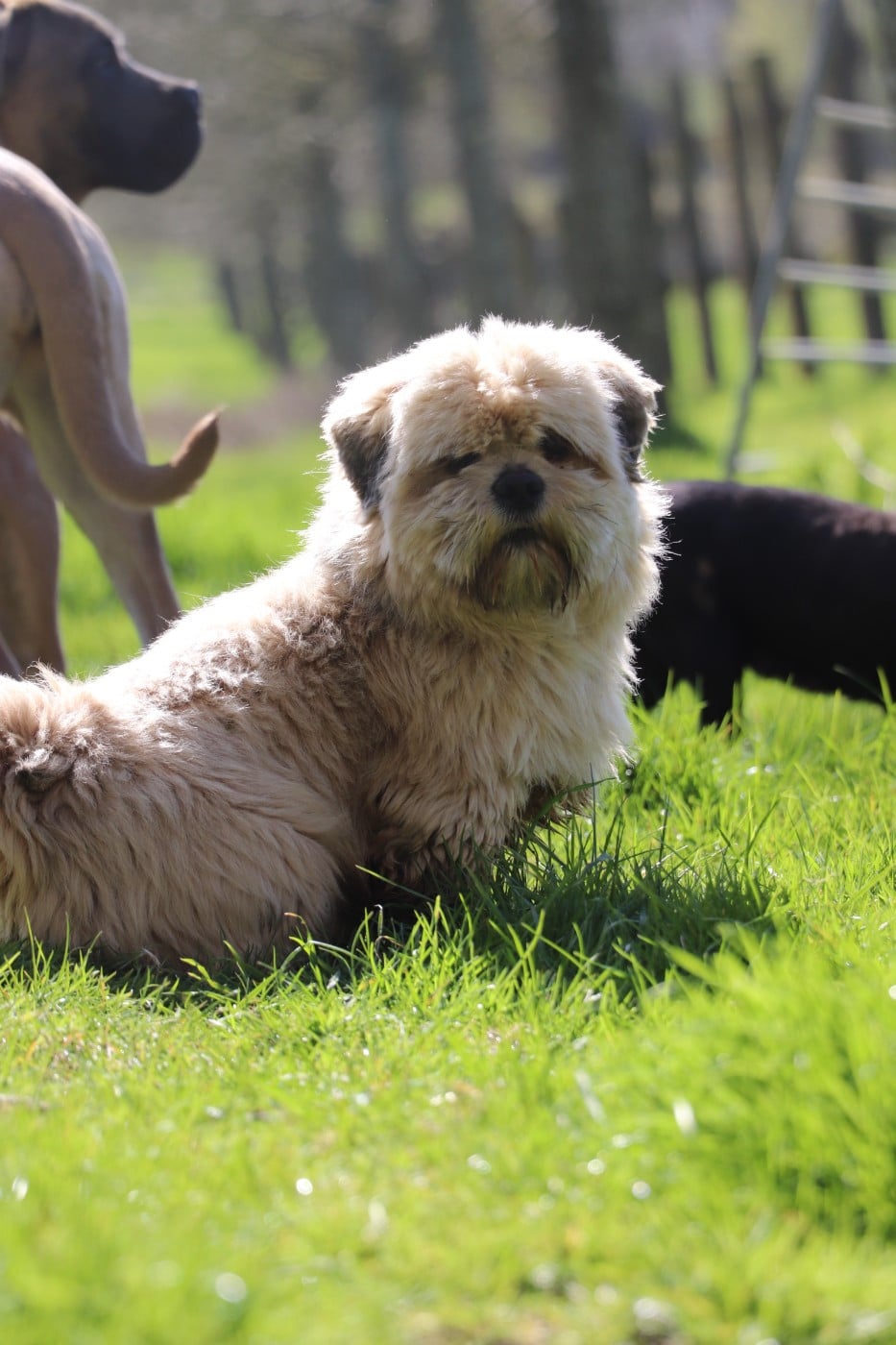 Publication : Der Lenn