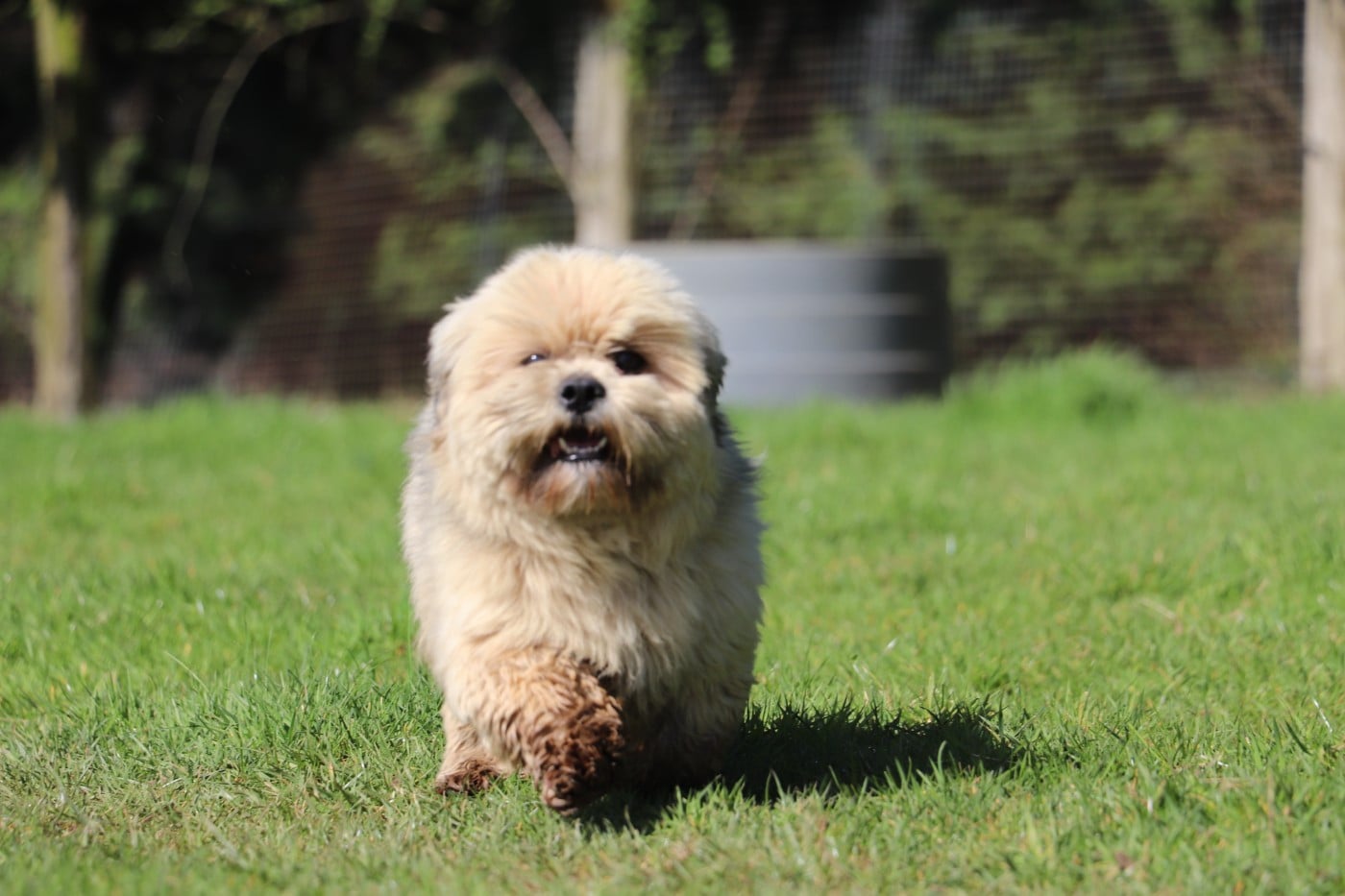 Publication : Der Lenn