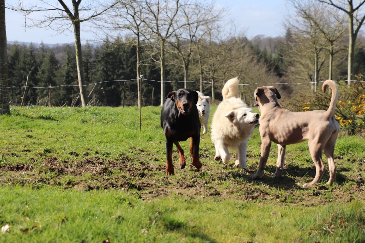 Toony Of devil inside