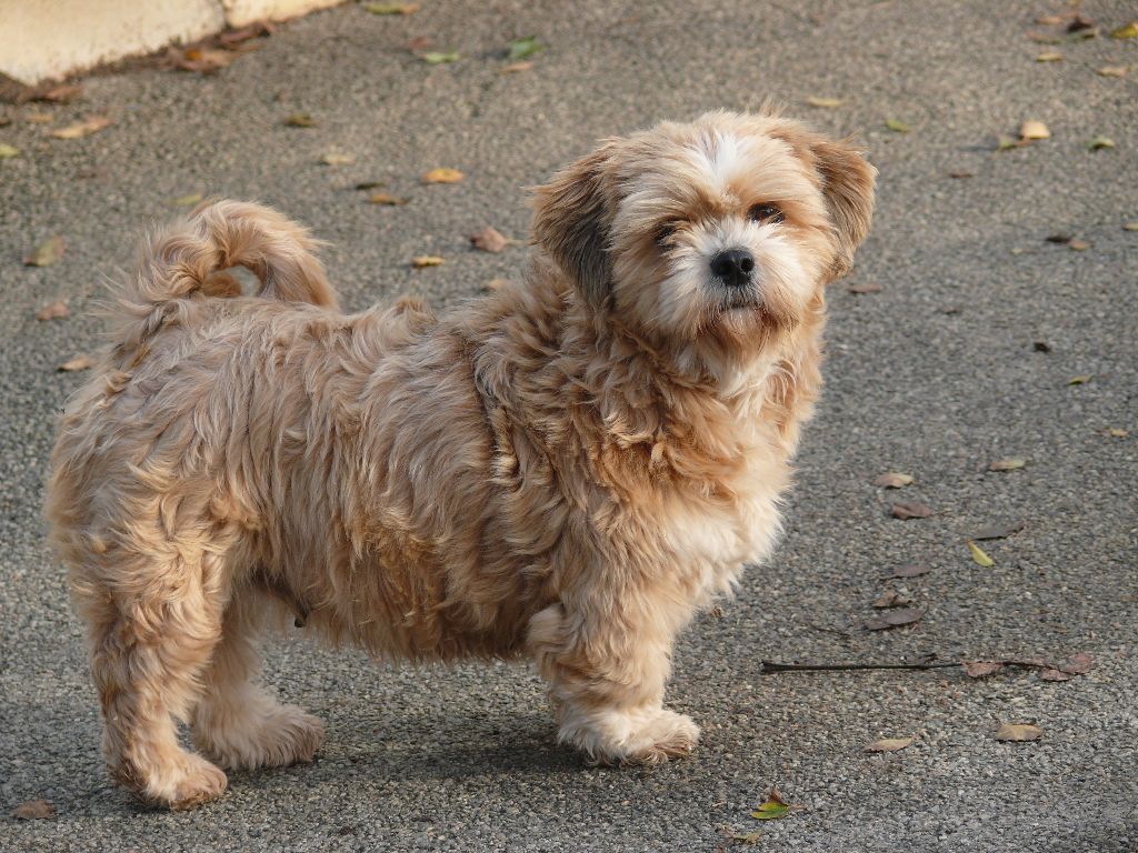 Publication : Der Lenn