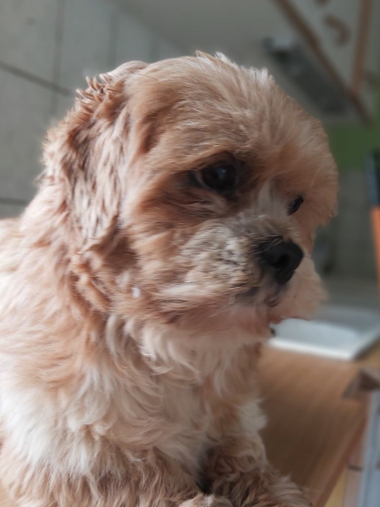 Publication : Der Lenn