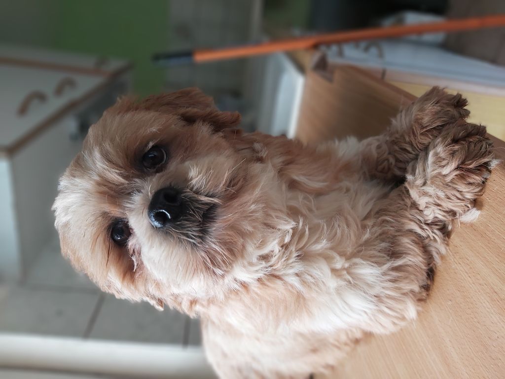 Publication : Der Lenn