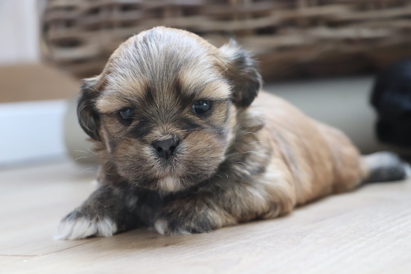 Chiot N°3 - Lhassa Apso