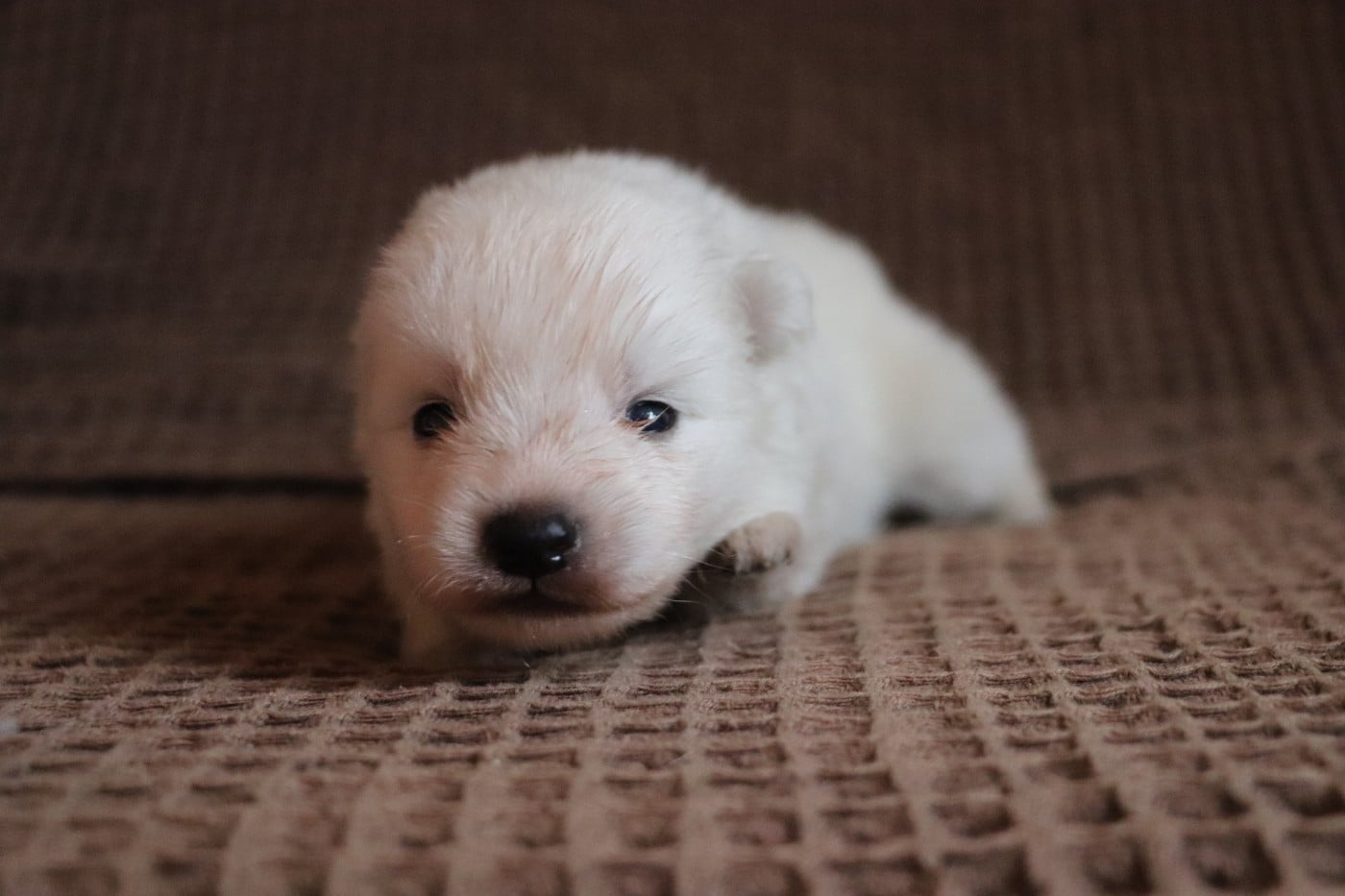 Chiot N°1 - Spitz japonais