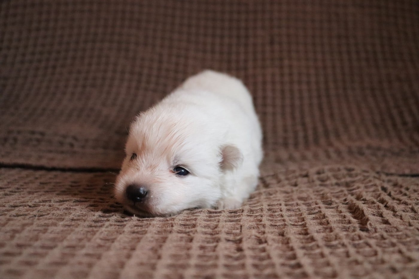 Chiot N°2 - Spitz japonais