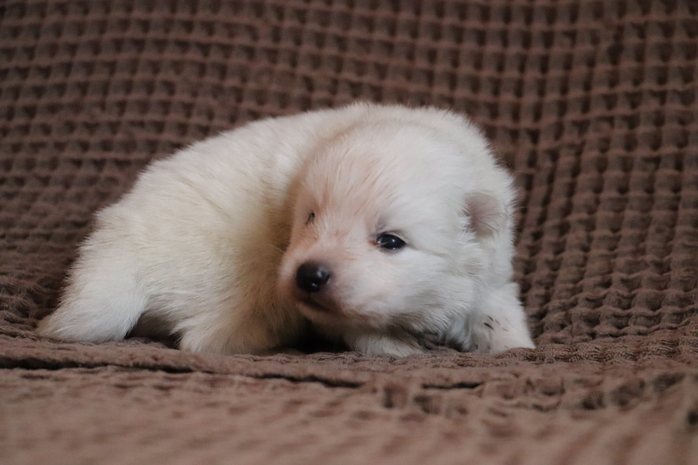 Chiot N°3 - Spitz japonais