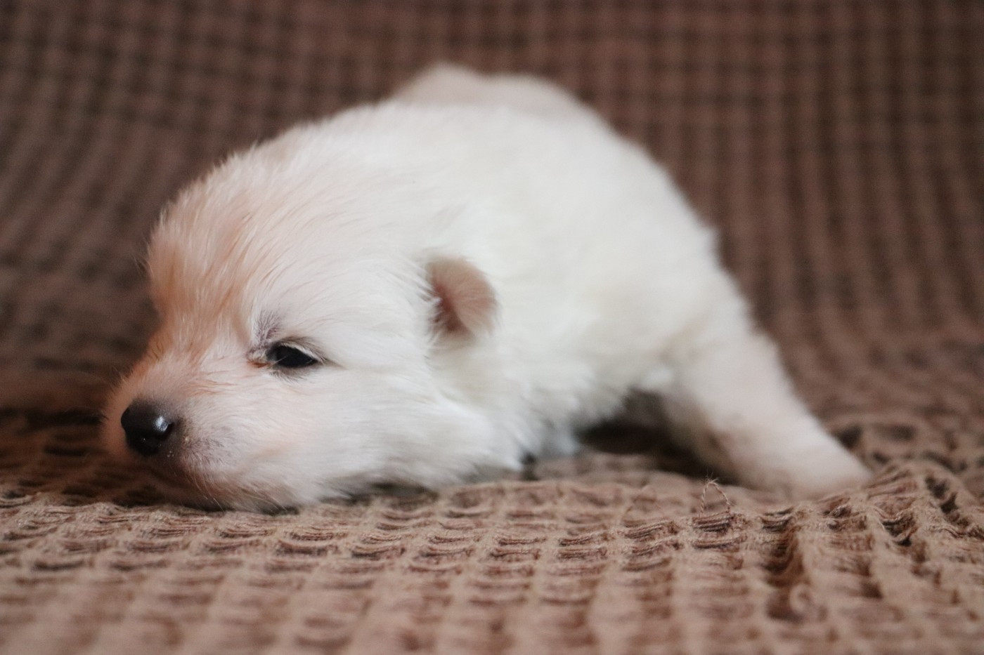 Chiot N°4 - Spitz japonais