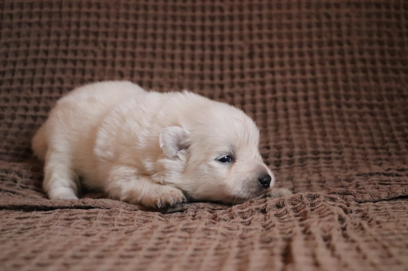 Chiot N°6 - Spitz japonais