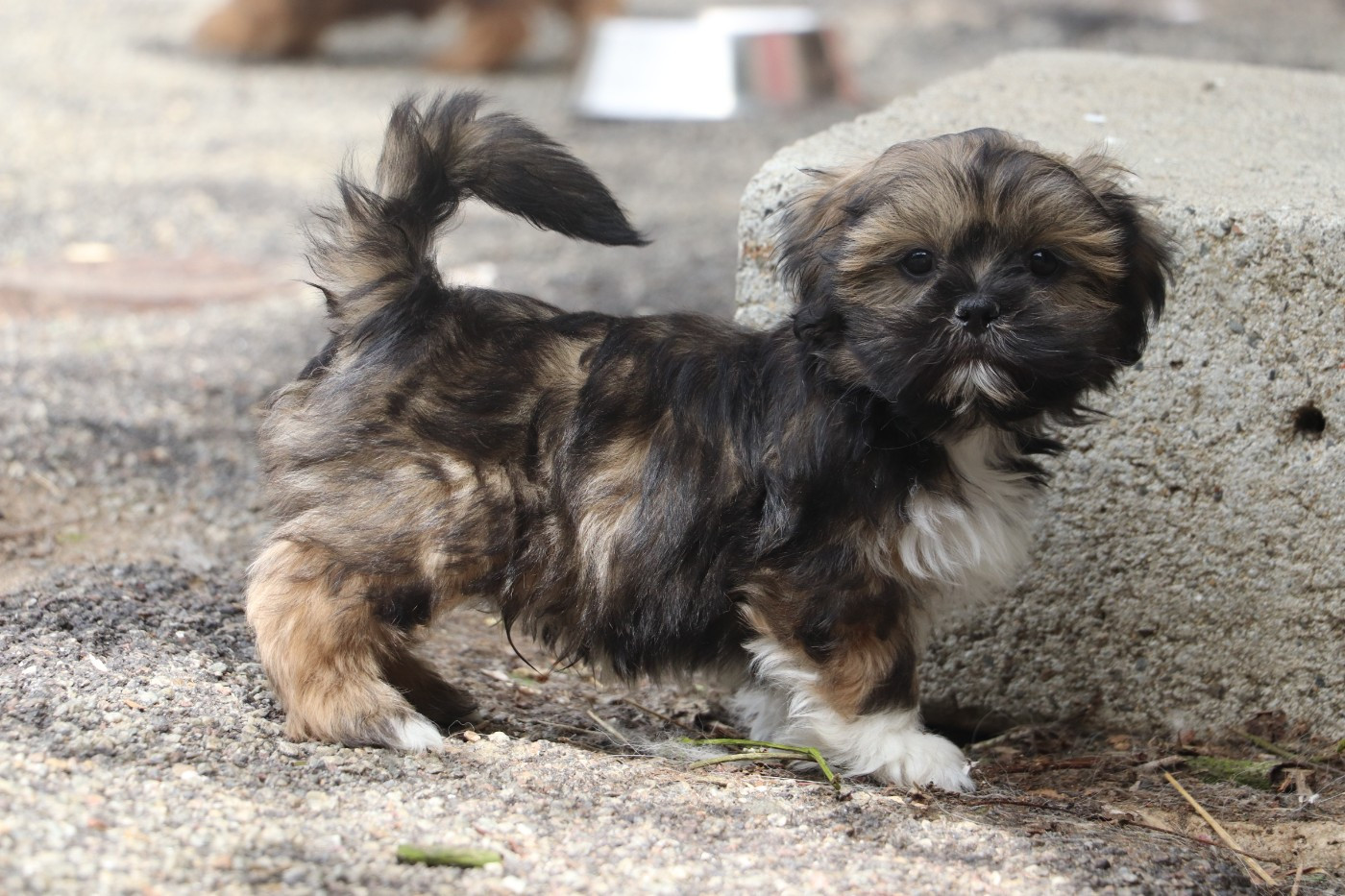 BOOMRANG - Lhassa Apso