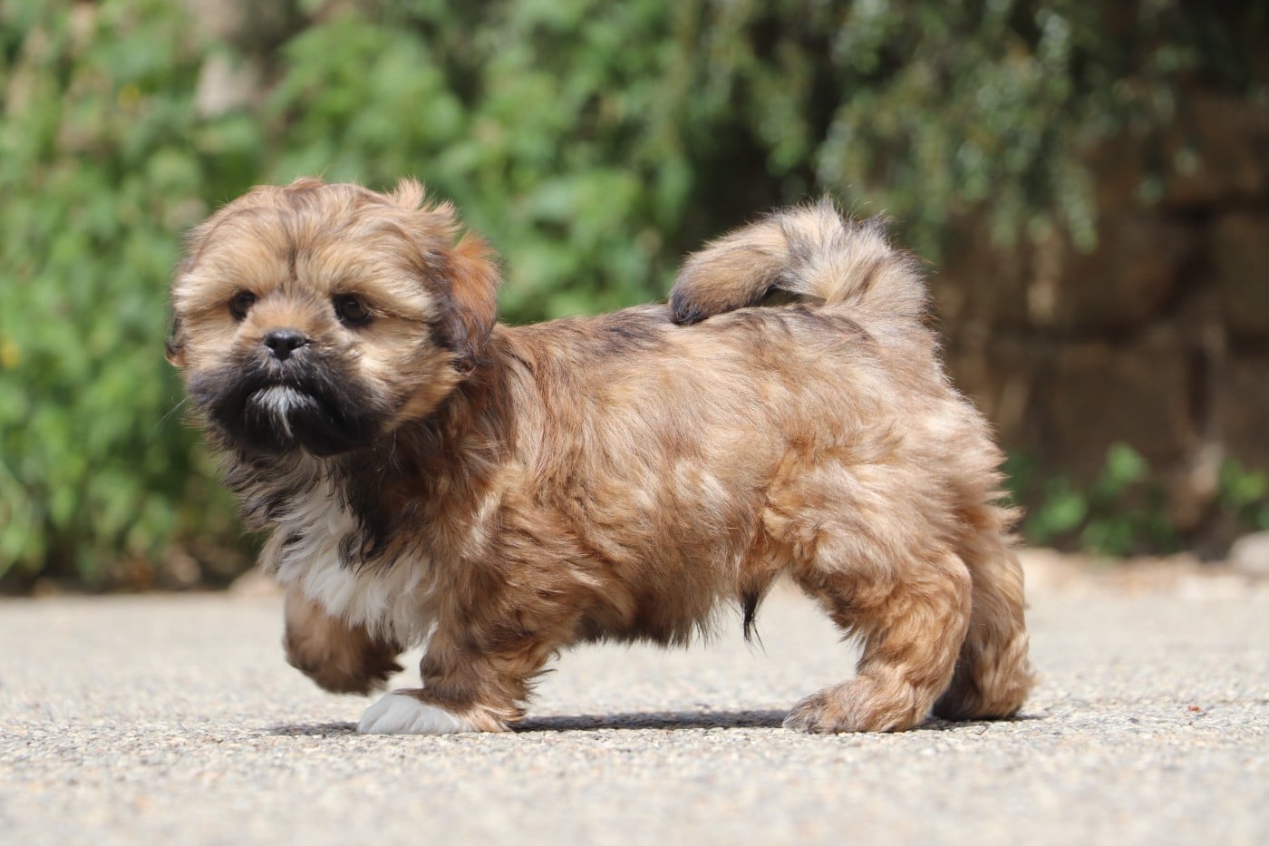 BANZAÏ