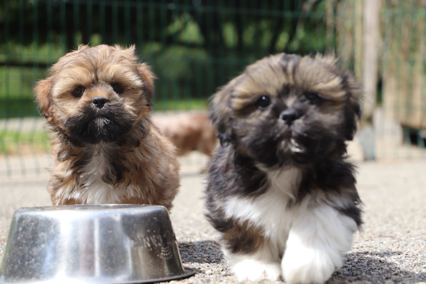 Chiot N°6 - Lhassa Apso