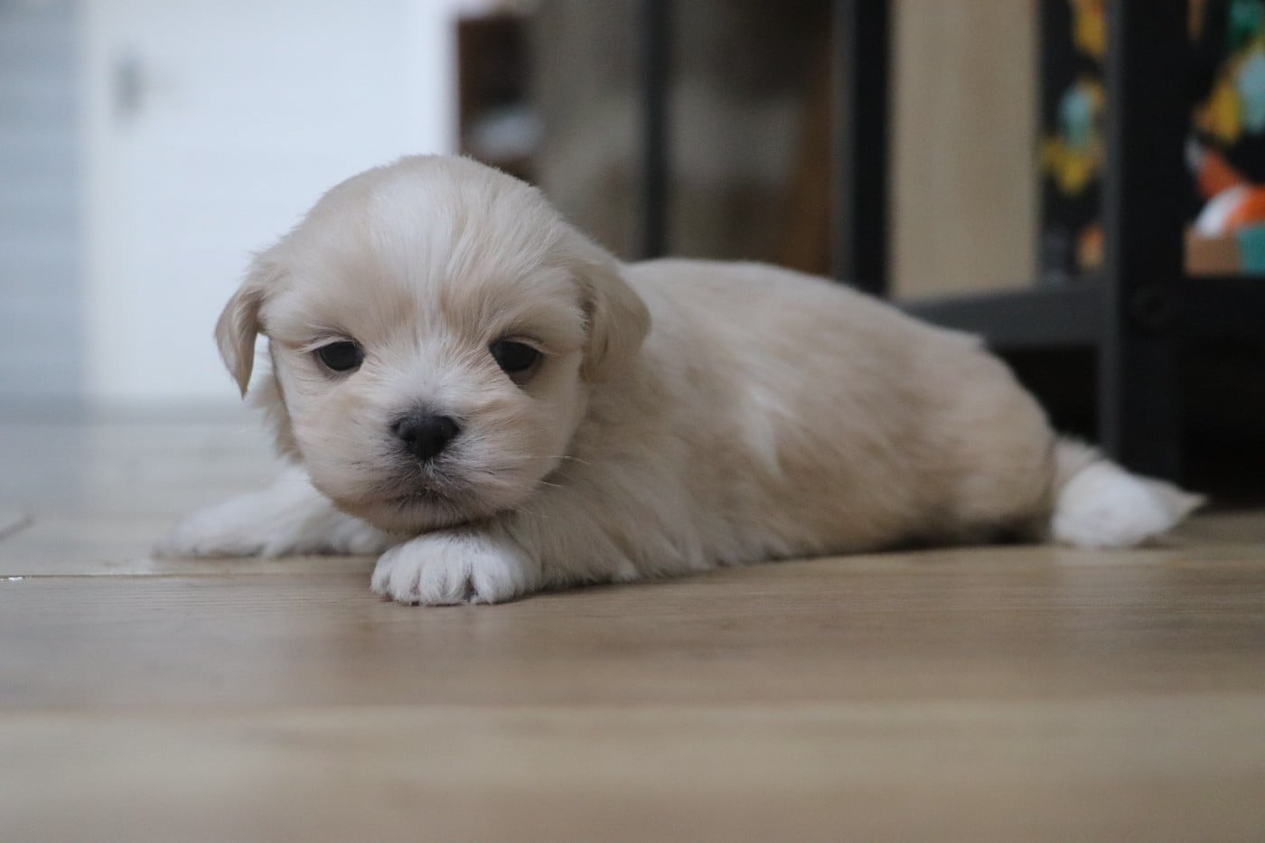 Chiot N°1
