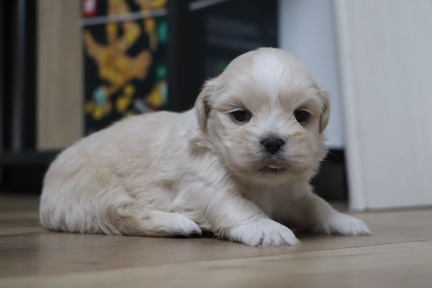 Chiot N°1