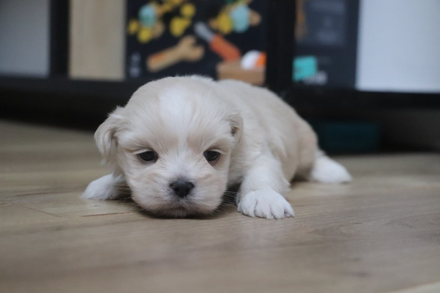Chiot N°1