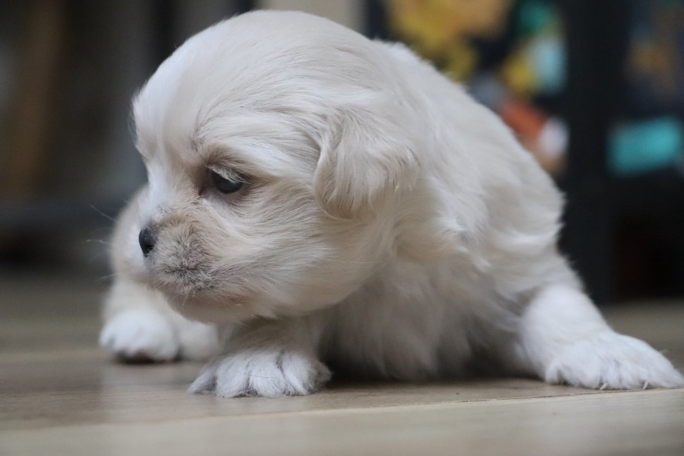 Chiot N°1