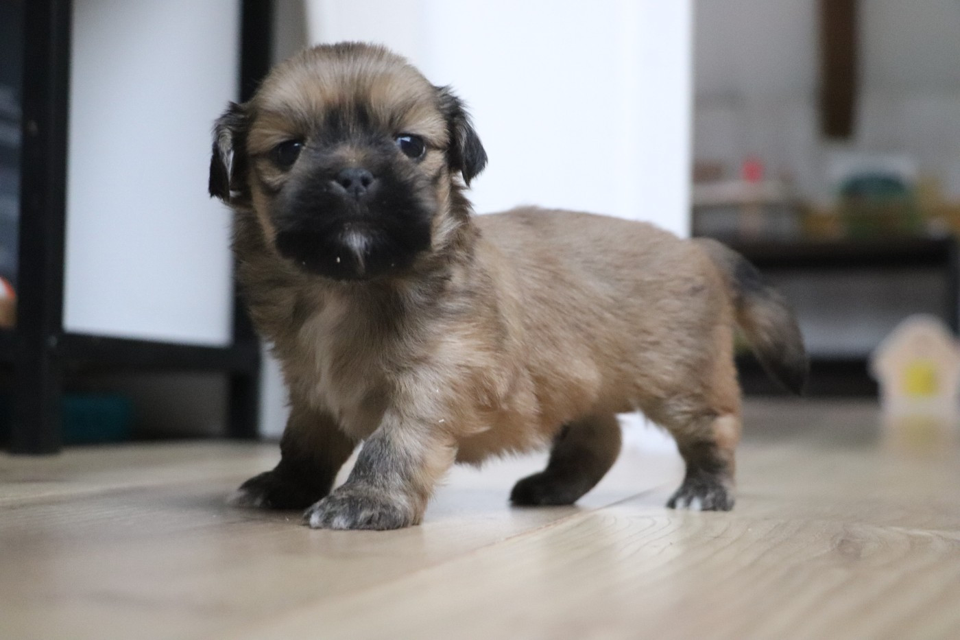 Chiot N°2