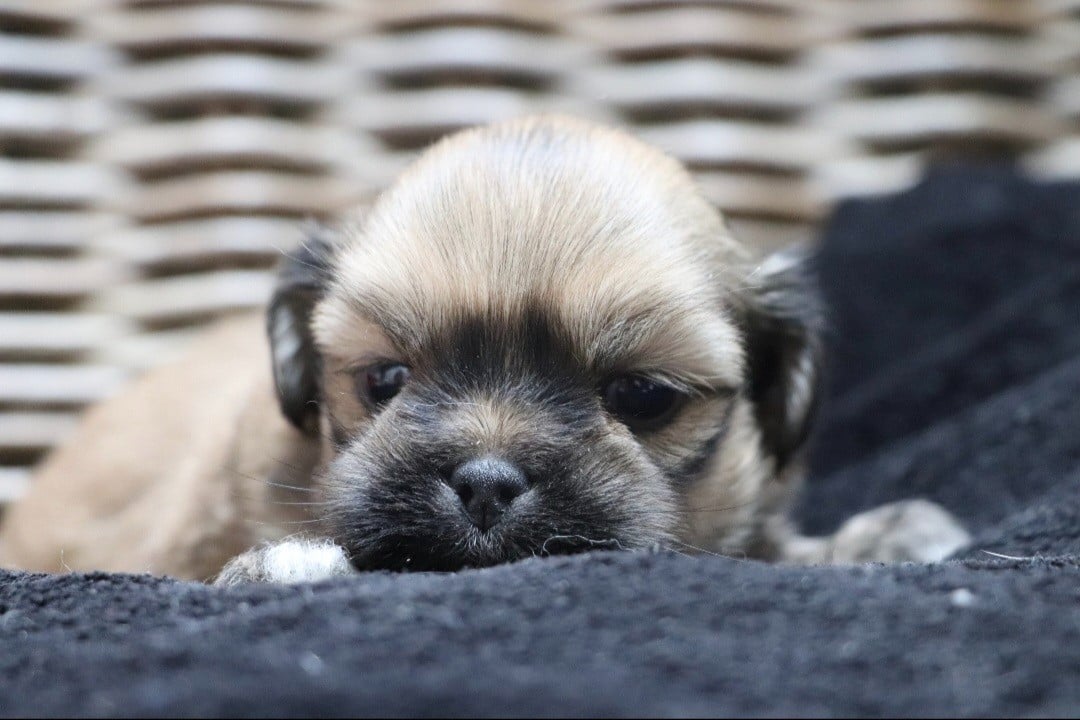 Chiot N°2