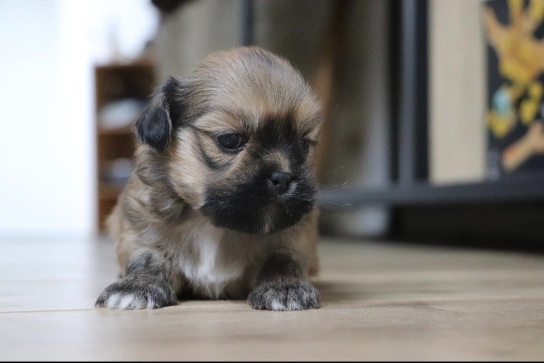 Chiot N°2