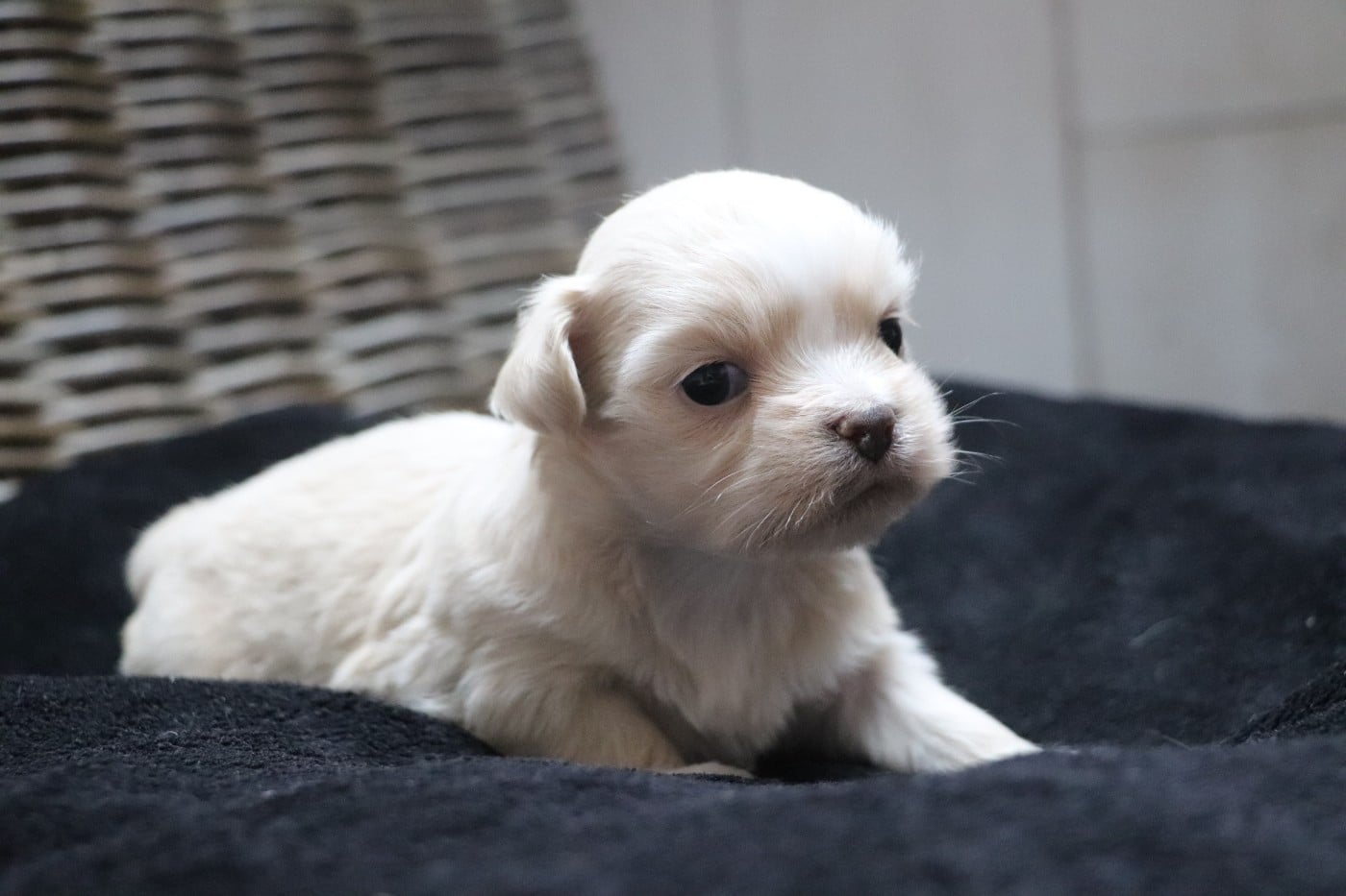 Chiot N°3
