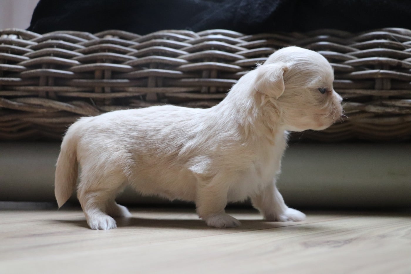 Chiot N°3