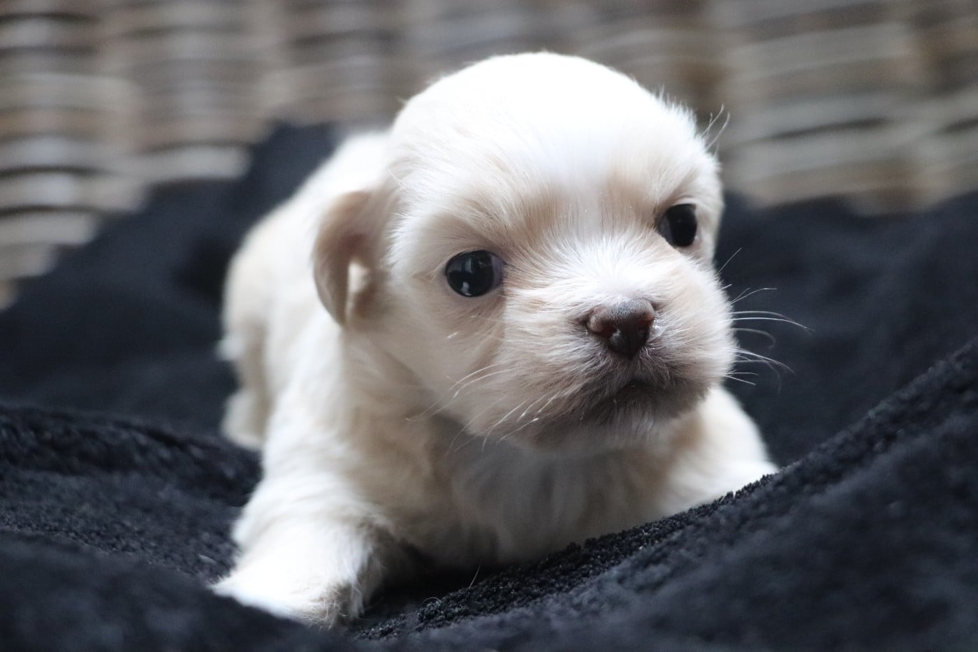 Chiot N°3