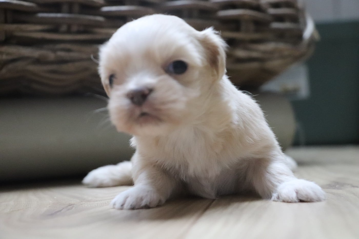 Chiot N°3