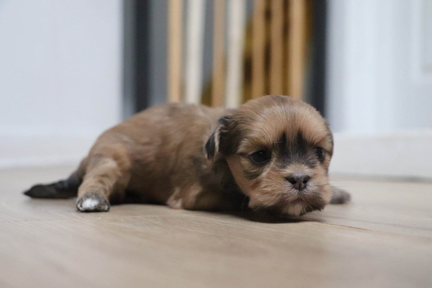 Chiot N°4