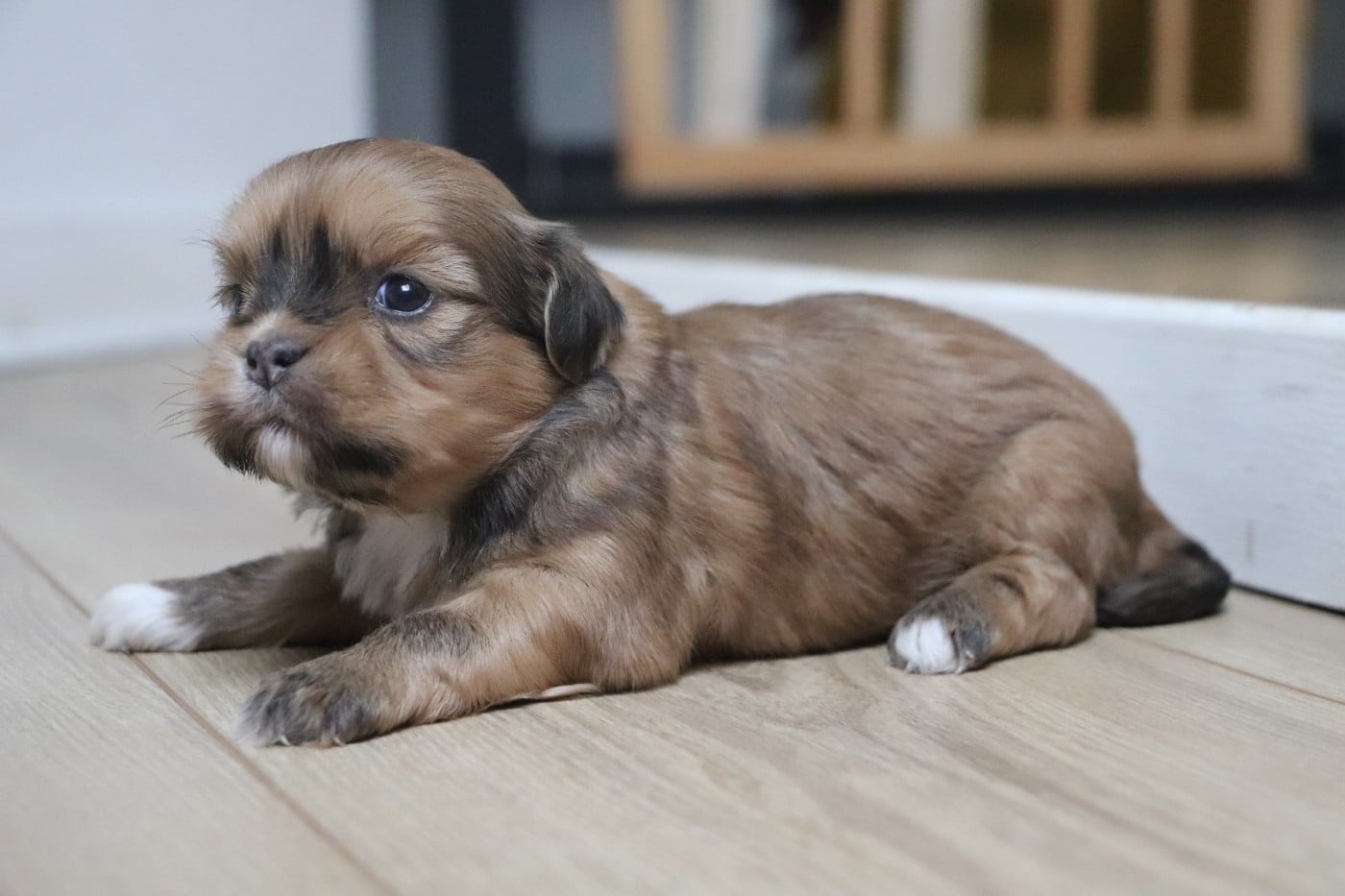 Chiot N°4