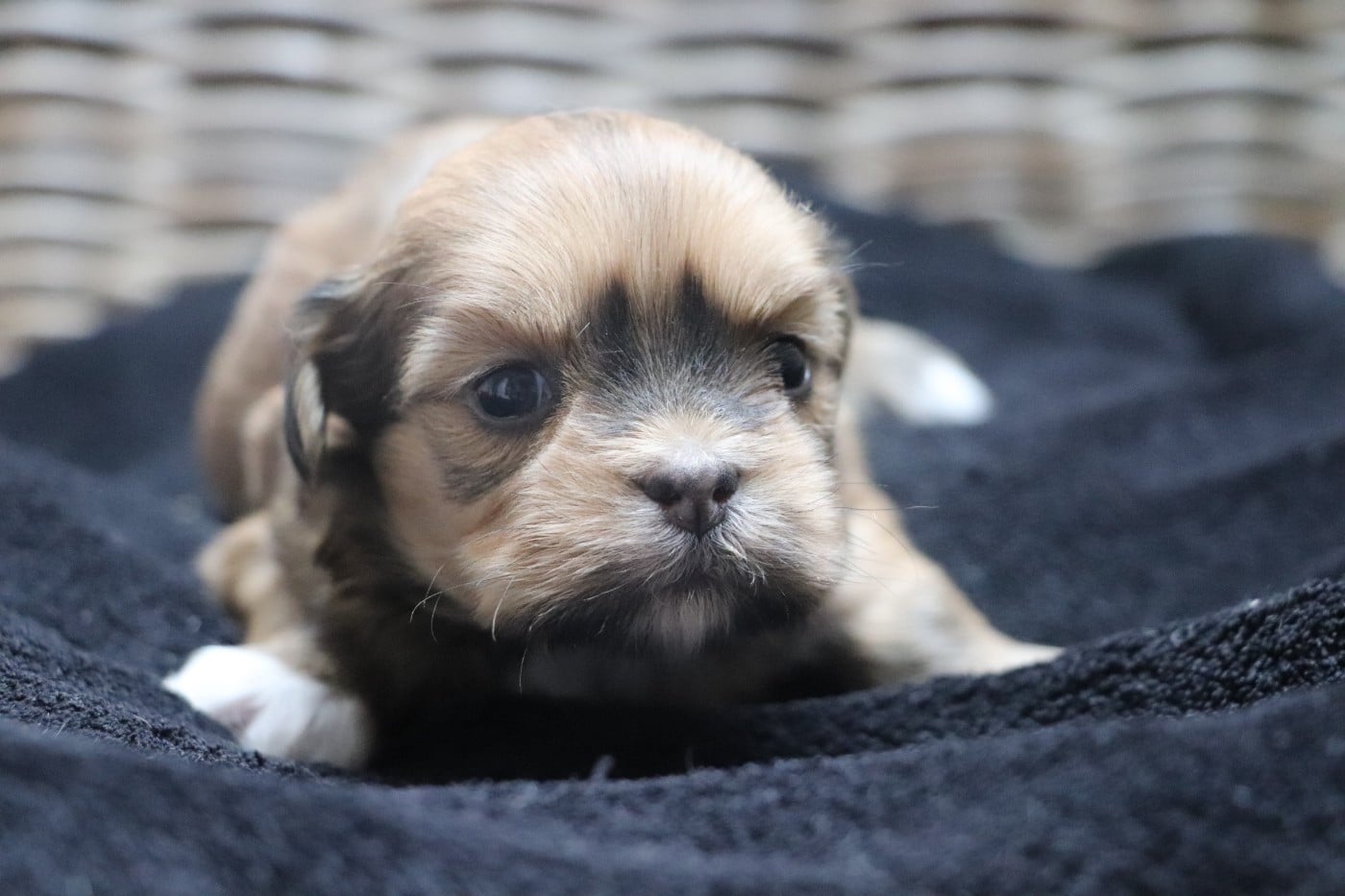 Chiot N°4