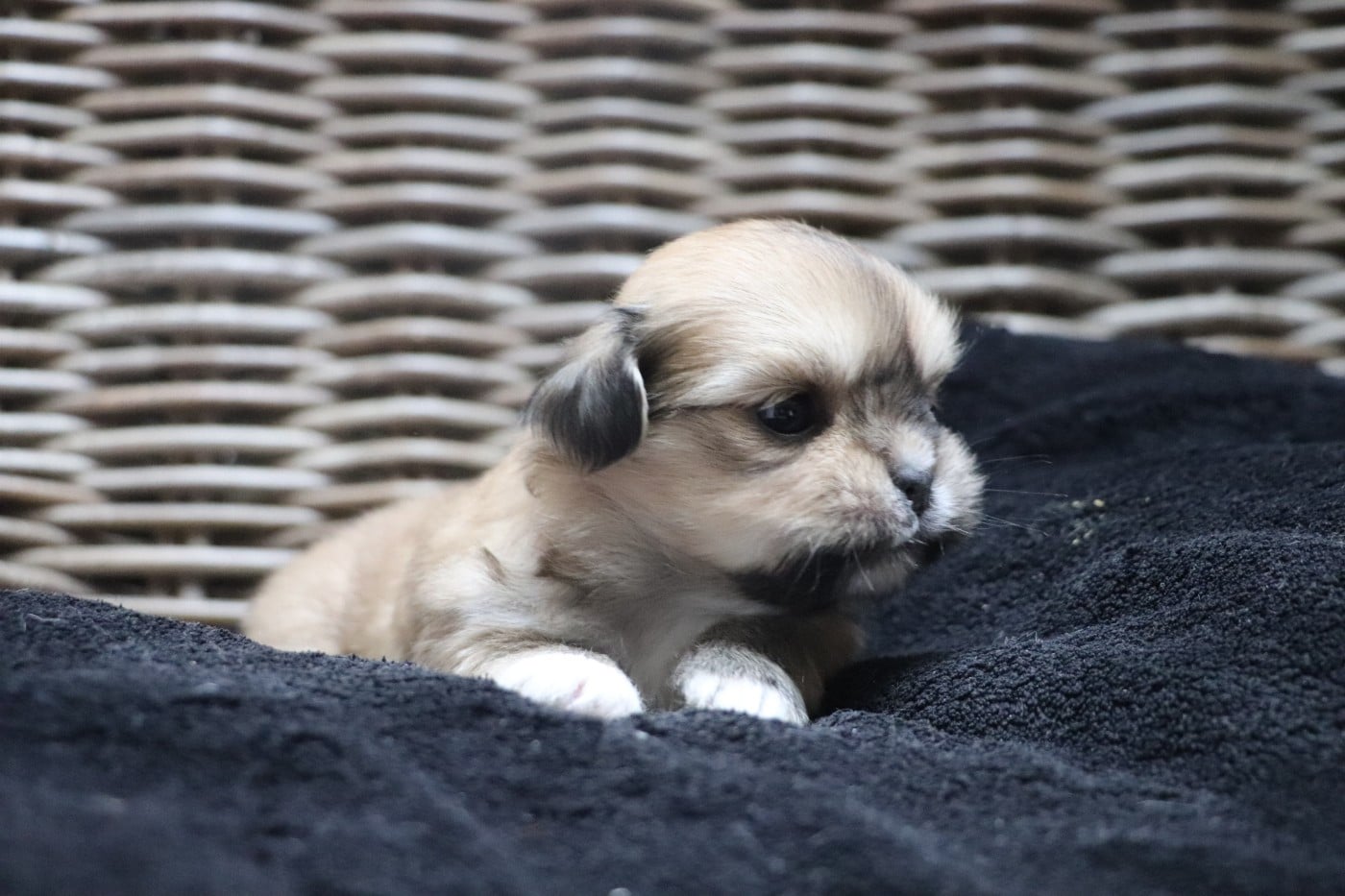 Chiot N°5