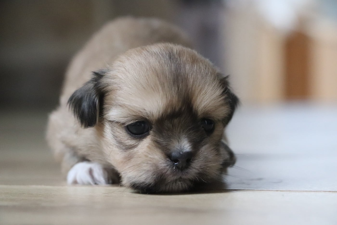Chiot N°5