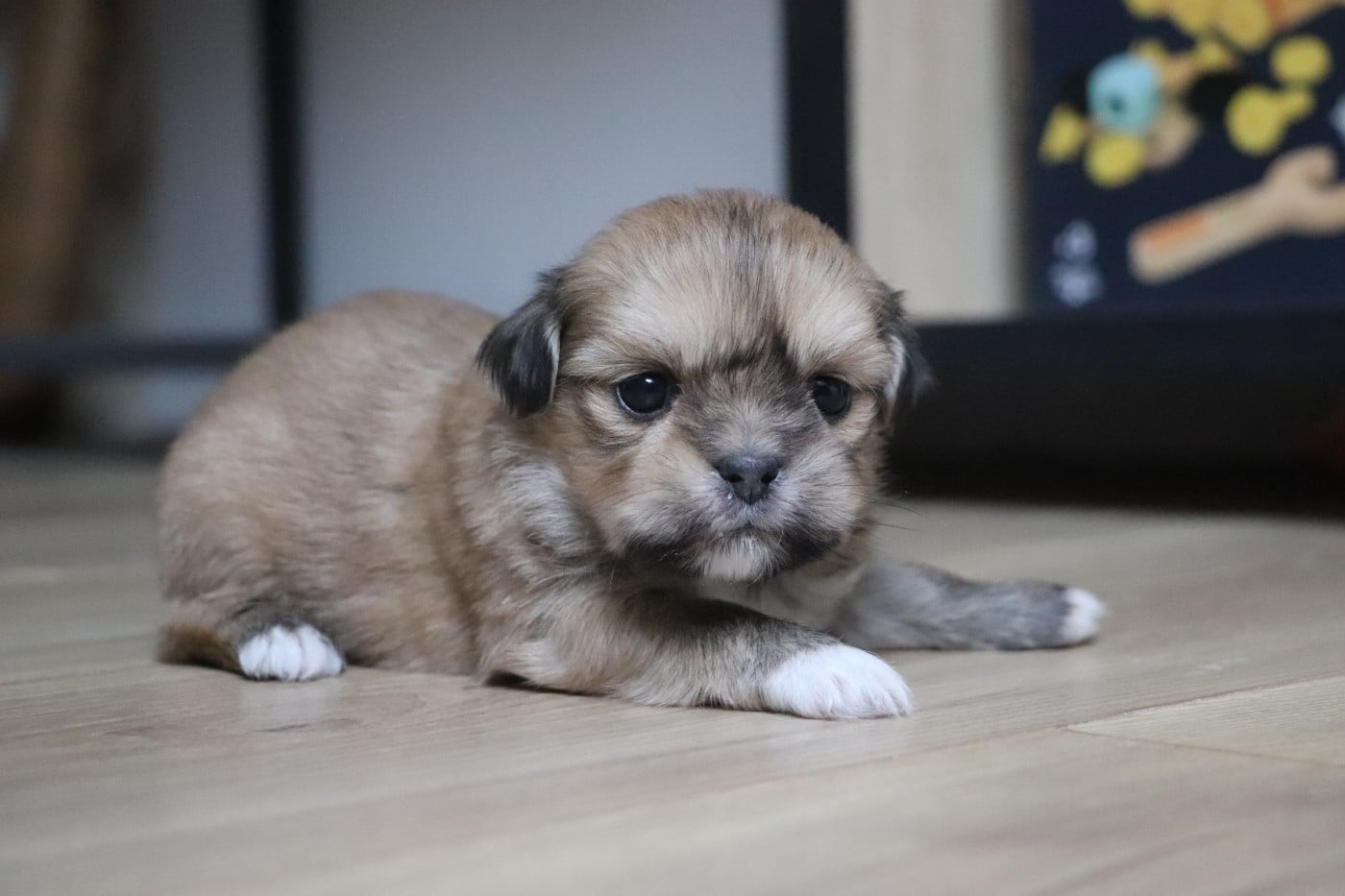 Chiot N°5