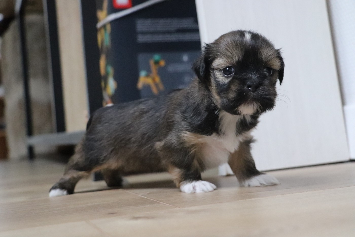 Chiot N°6