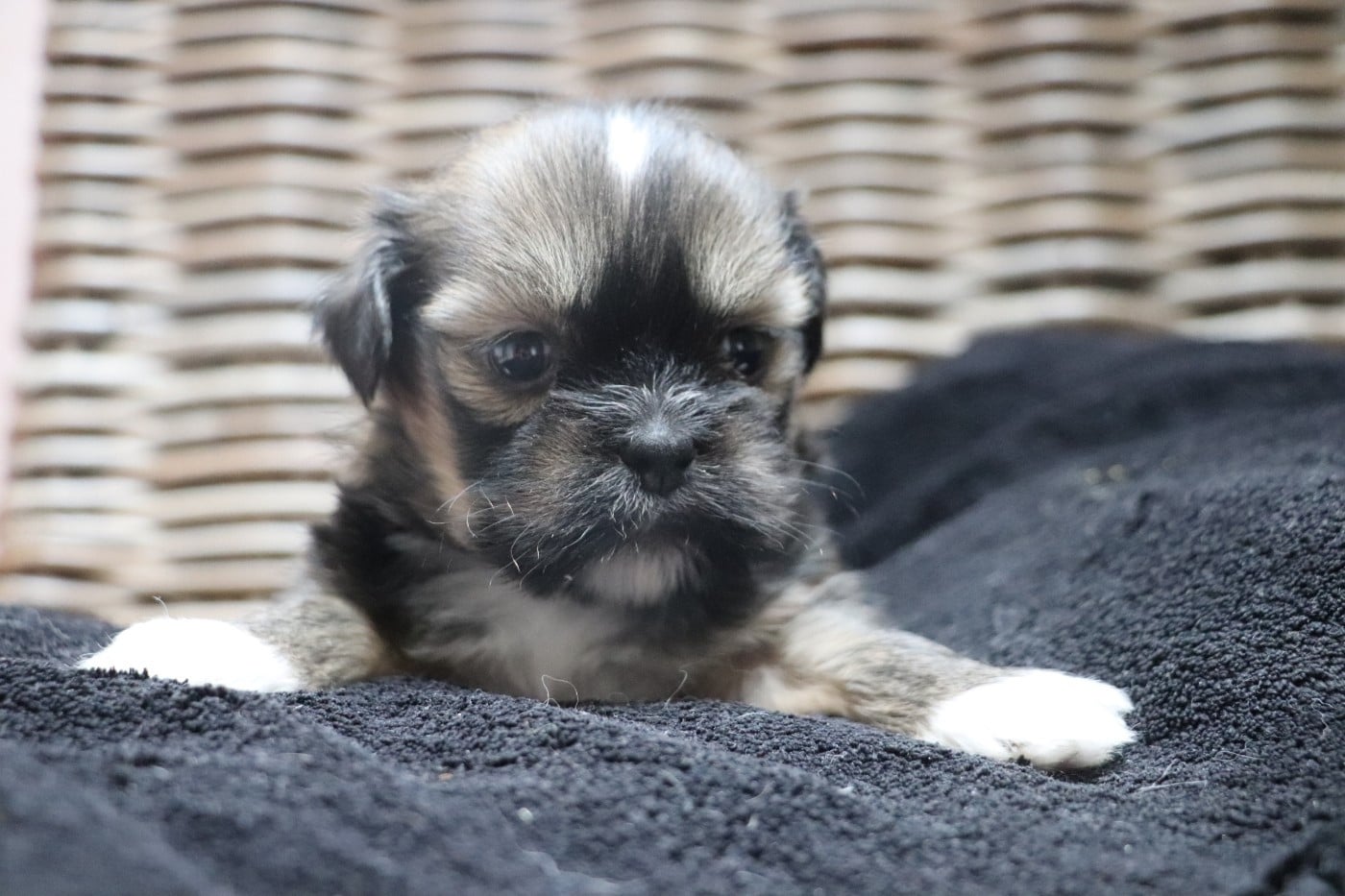 Chiot N°6