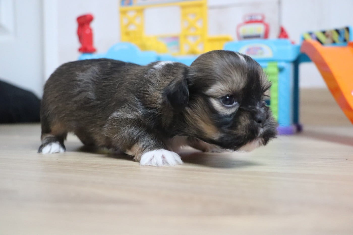 Chiot N°6