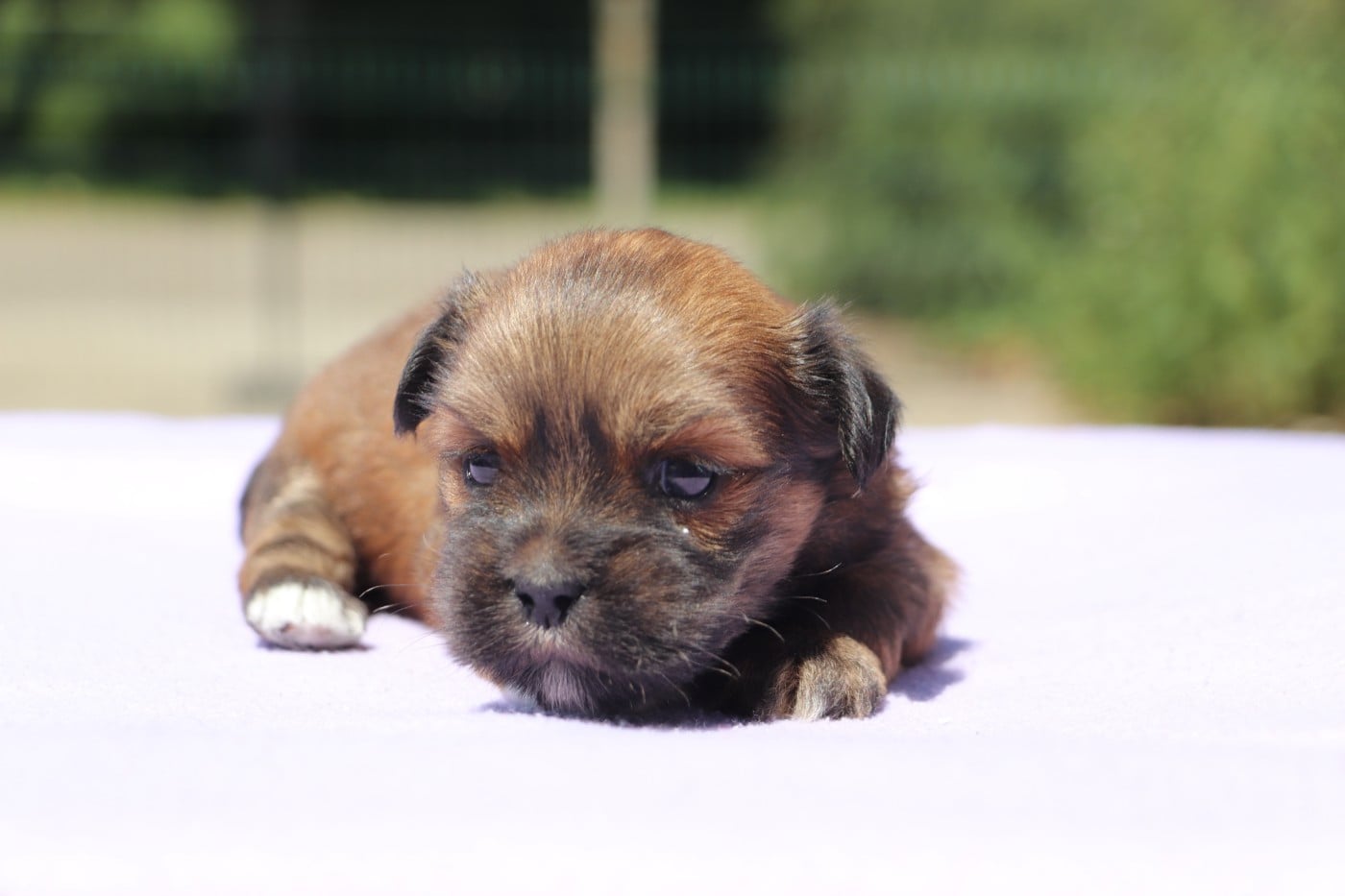 Chiot N°1