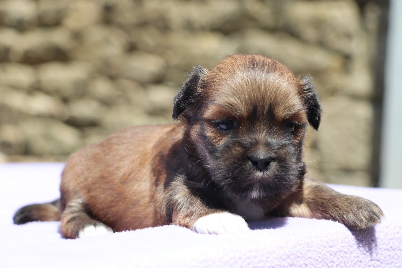 Chiot N°1
