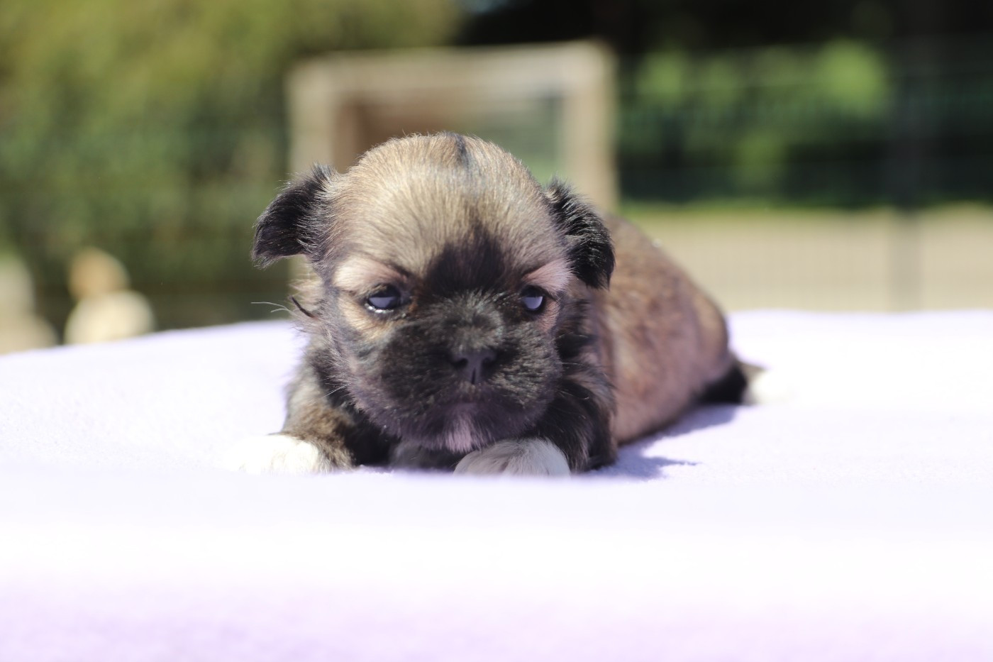 Chiot N°2