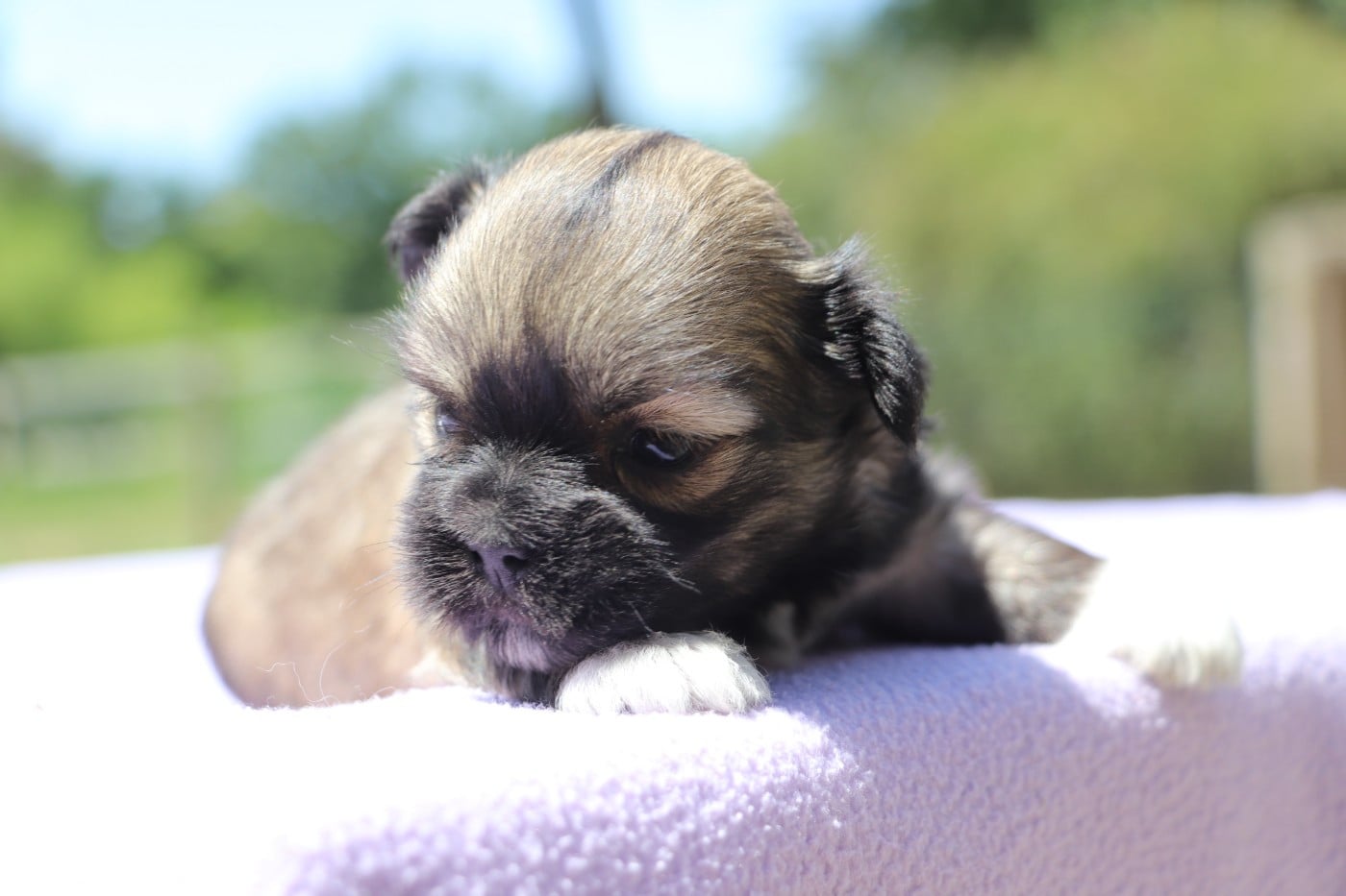 Chiot N°2
