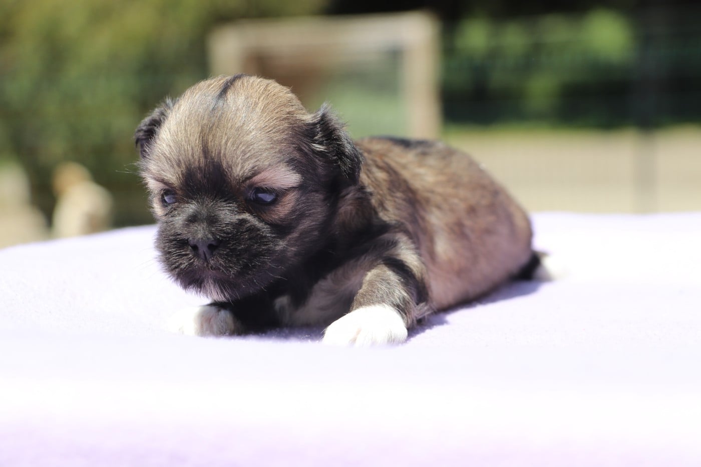 Chiot N°2