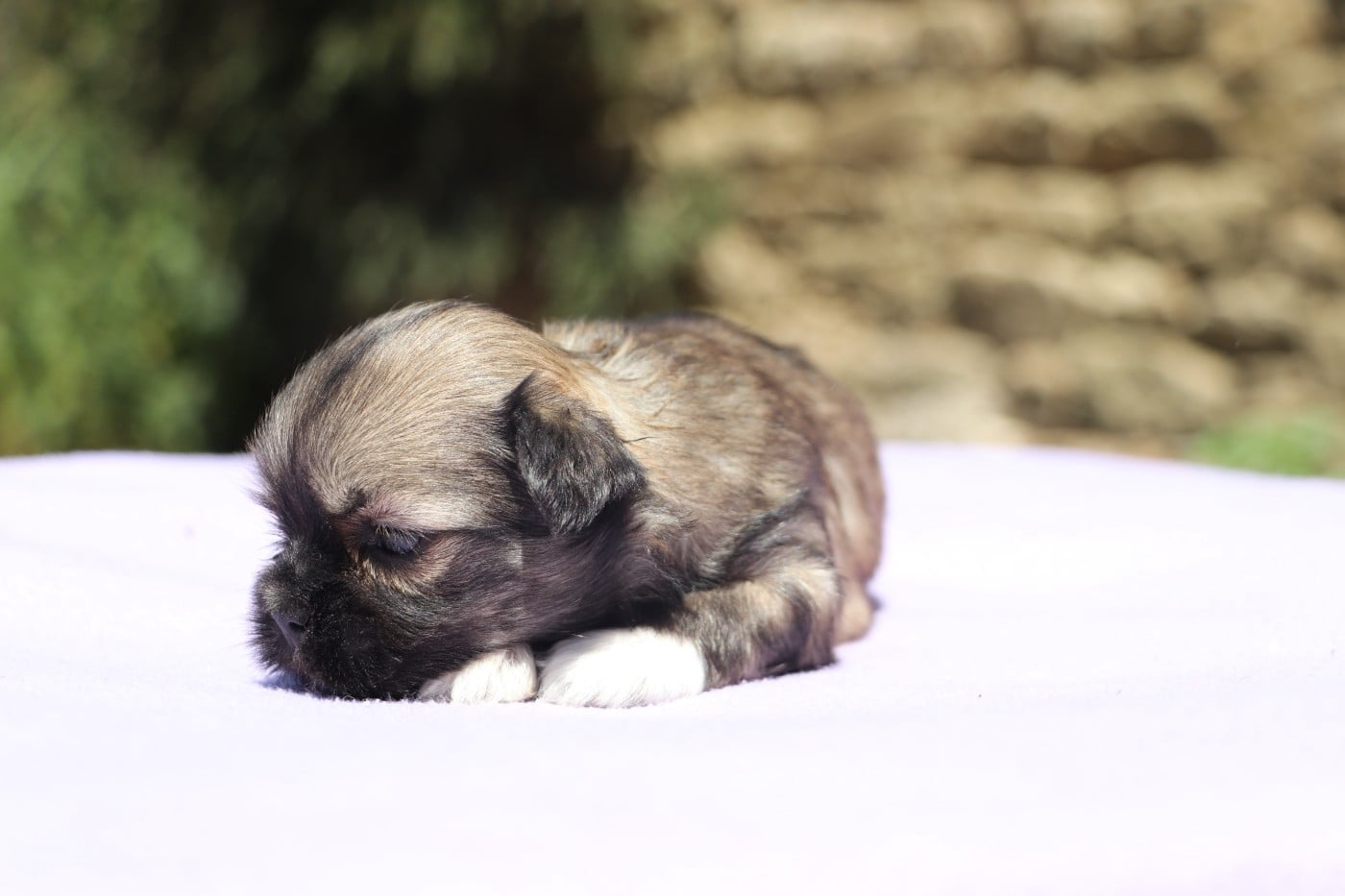 Chiot N°2