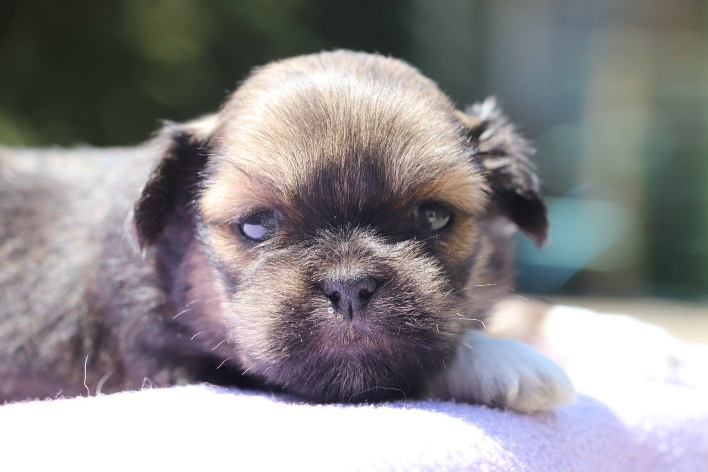 Chiot N°3