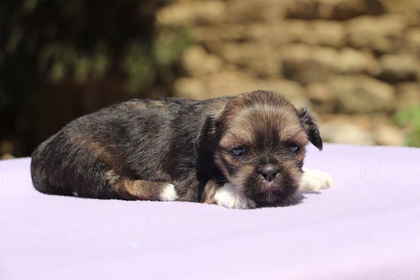 Chiot N°3