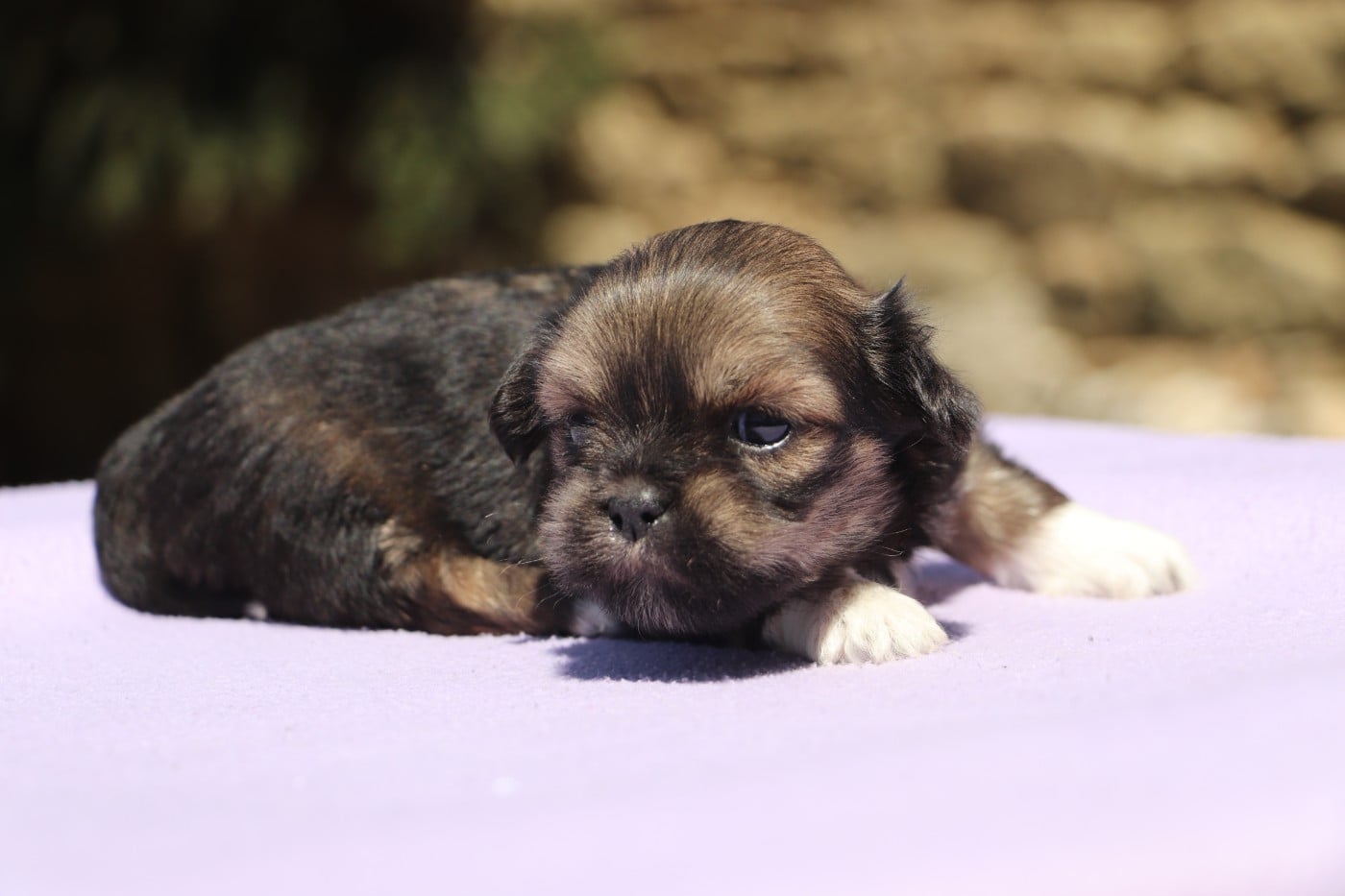 Chiot N°3