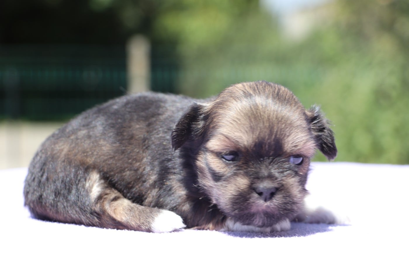 Chiot N°3