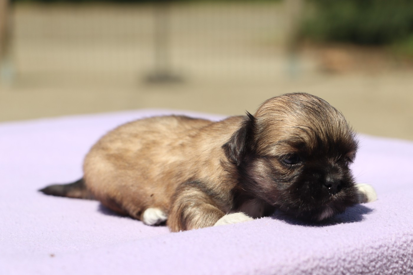 Chiot N°4