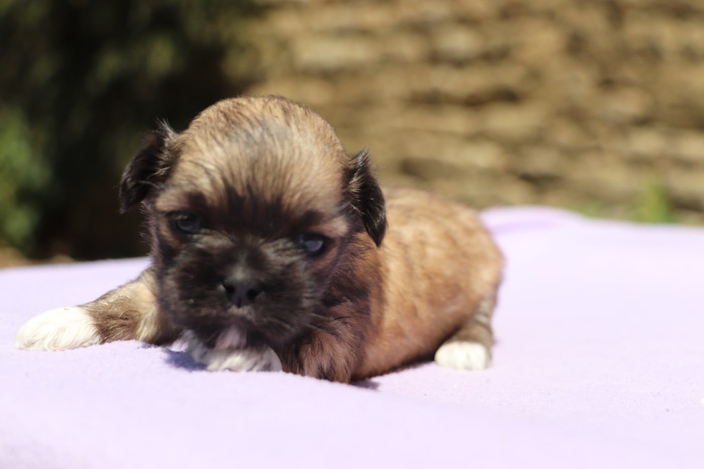 Chiot N°4