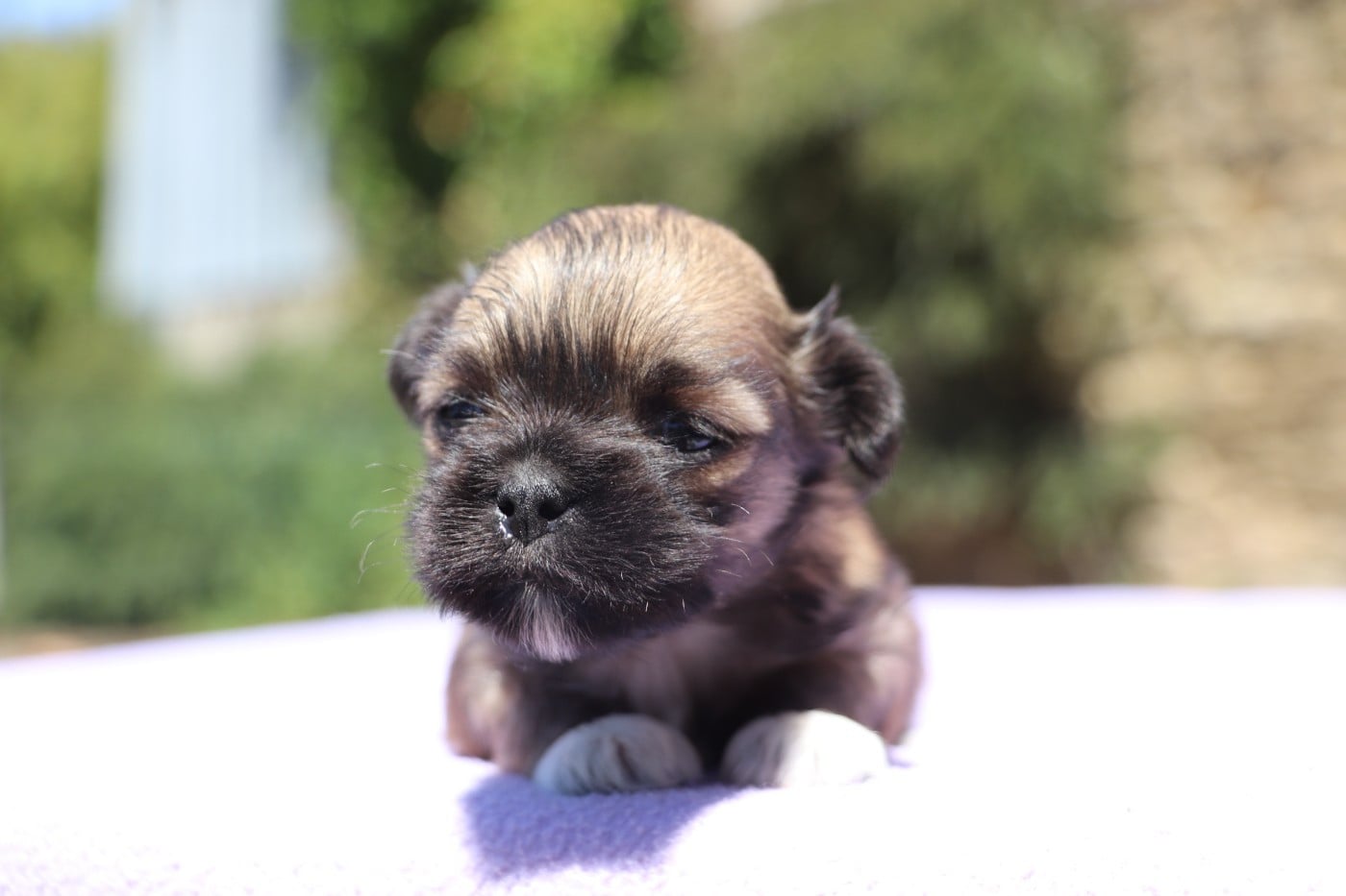 Chiot N°4